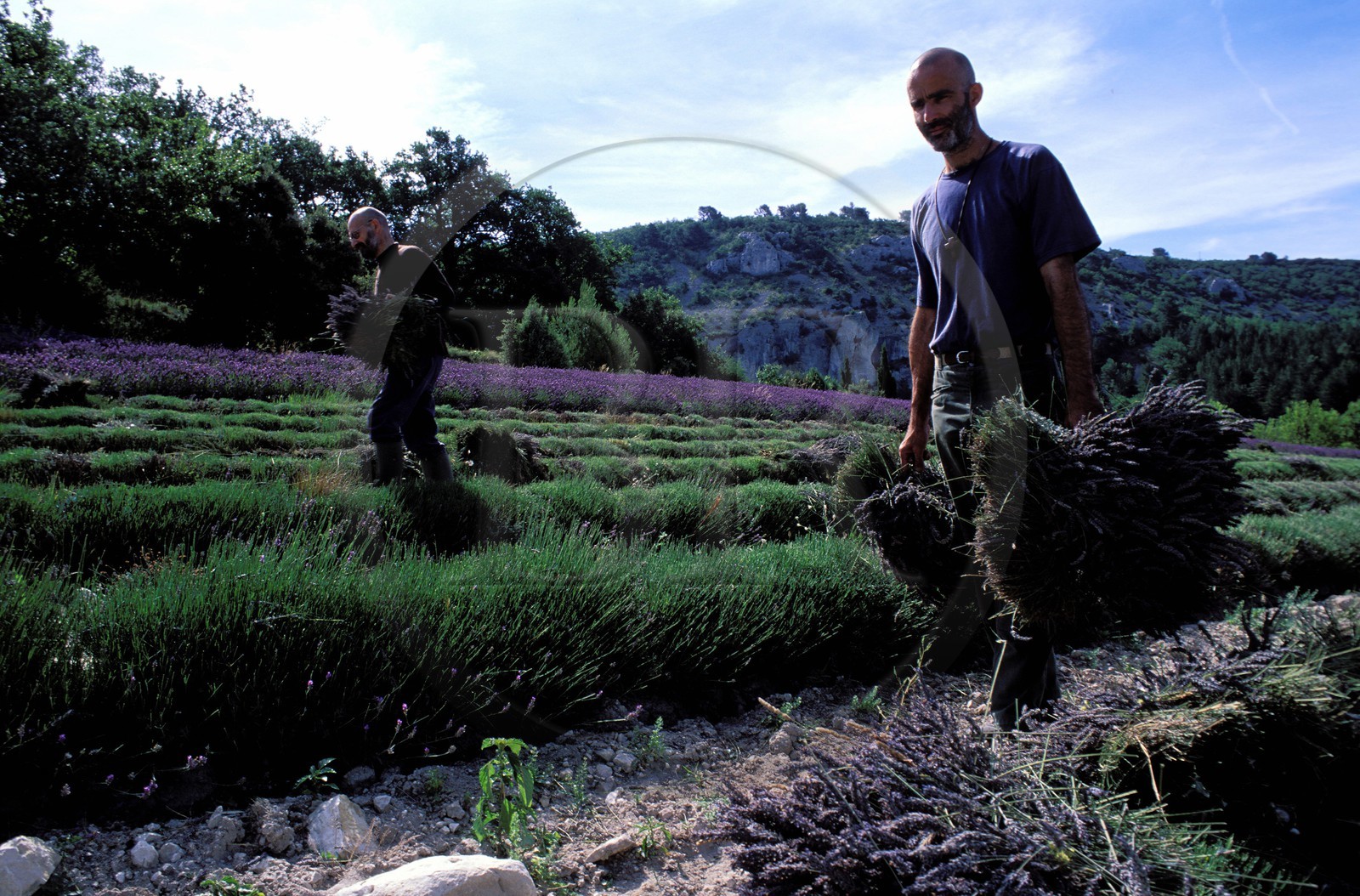 France, Vaucluse (84), Lubéron, commune de Gordes, moines de l' abbaye de Sénanque pendant la récolte de la lavande