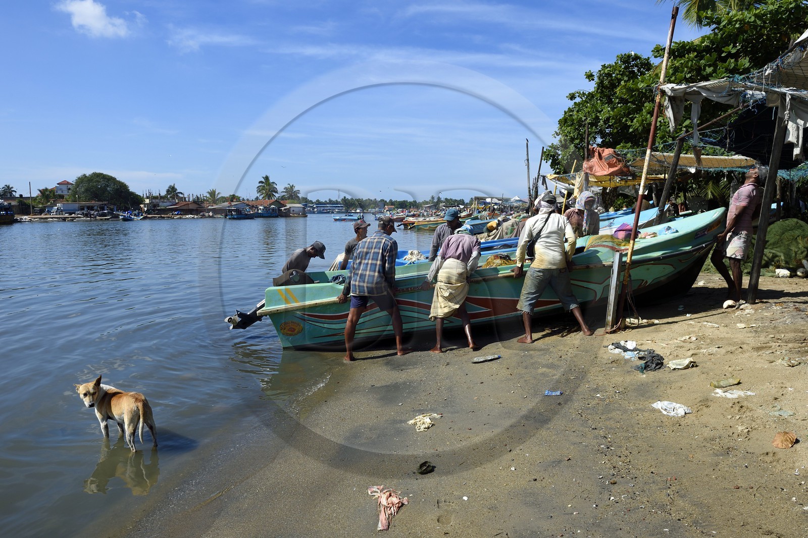 Sri Lanka, Province de l'Ouest, Negombo, retour des pecheurs après la peche du matin