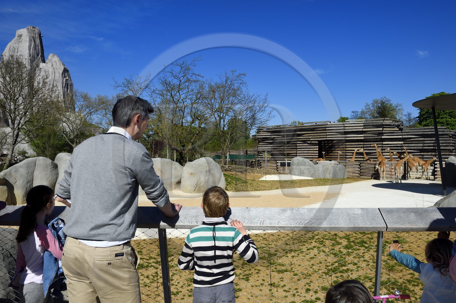 France, Paris (75), Le Parc zoologique de Paris (Zoo de Vincennes), le groupe des seize girafes (Giraffa camelopardalis) dans la biozone Sahel-Soudan, en arrière plan le Grand Rocher qui est l’emblème du zoo depuis 1934