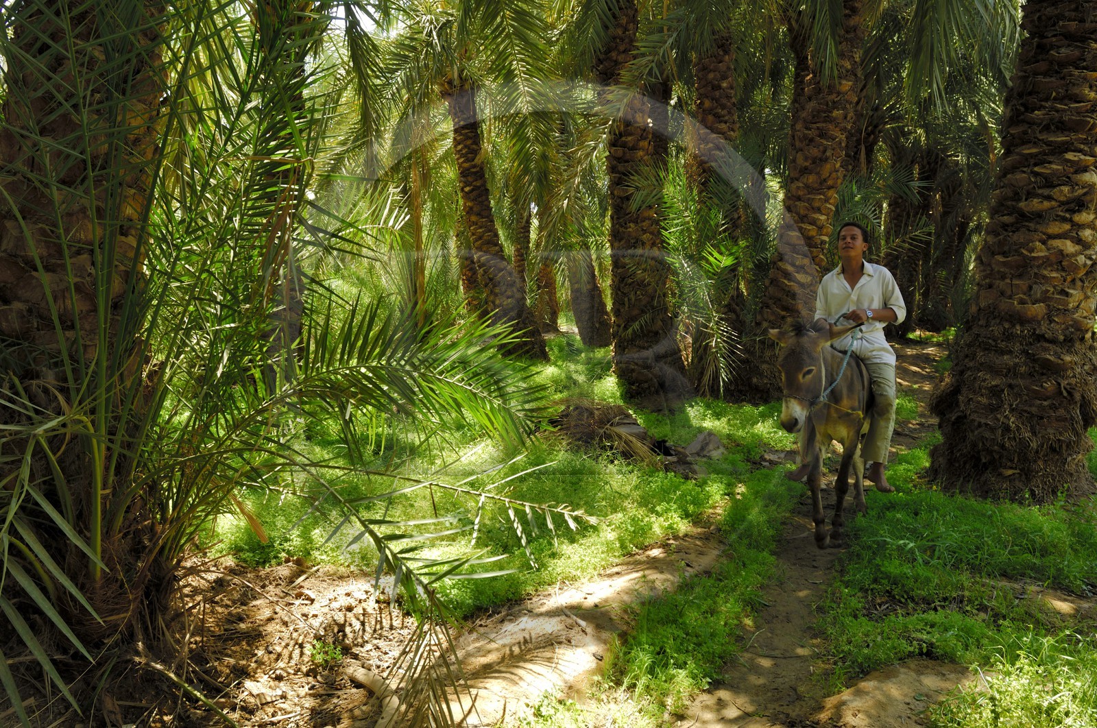 Egypte, Basse-Egypte, désert libyque, oasis de Bahariya (Bahareyya), la palmeraie, paysan sur son ane vérifiant l' état de ses palmiers dattiers
