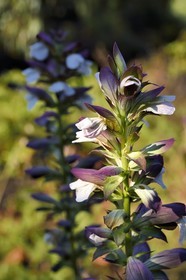 France, Var, Le Rayol Canadel sur Mer, Domaine du Rayol, Conservatoire du Littoral Estate compulsory mention, Jardin des Mediterranees designed by landscaper Gilles Clément, Acanthus