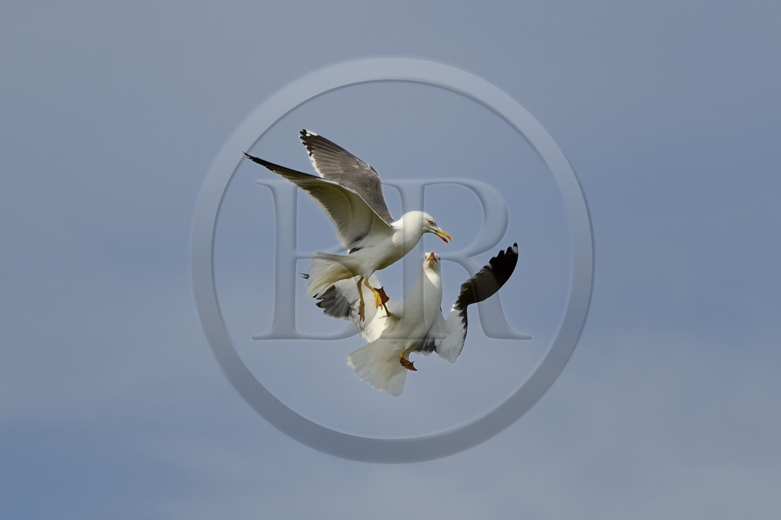 France, Finistere, La Foret Fouesnant, Glenan islands, Penfret island, seagulls fighting