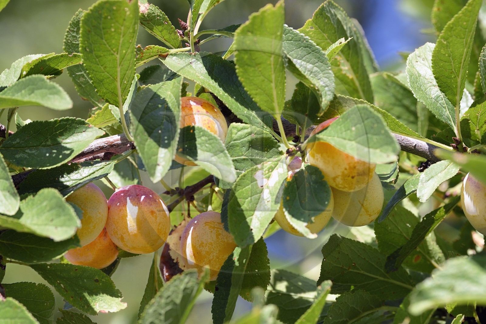 France, mirabellier qui est une variété de prunier, mirabelles dans l'arbre