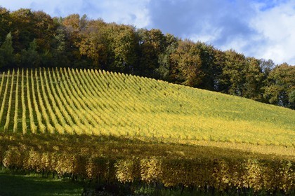 France, Meuse (55), Parc régional de Lorraine, Cotes de Meuse, Viéville-sous-les-Côtes, vignoble