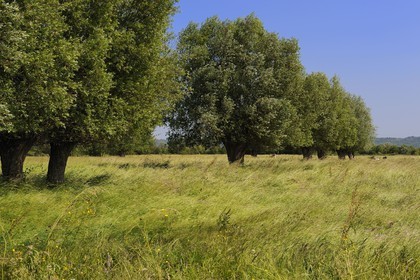 France, Eure, Marais-Vernier, willows bordering typically the courtils (long and thin plot drained by channels lined with hedges) of the marsh