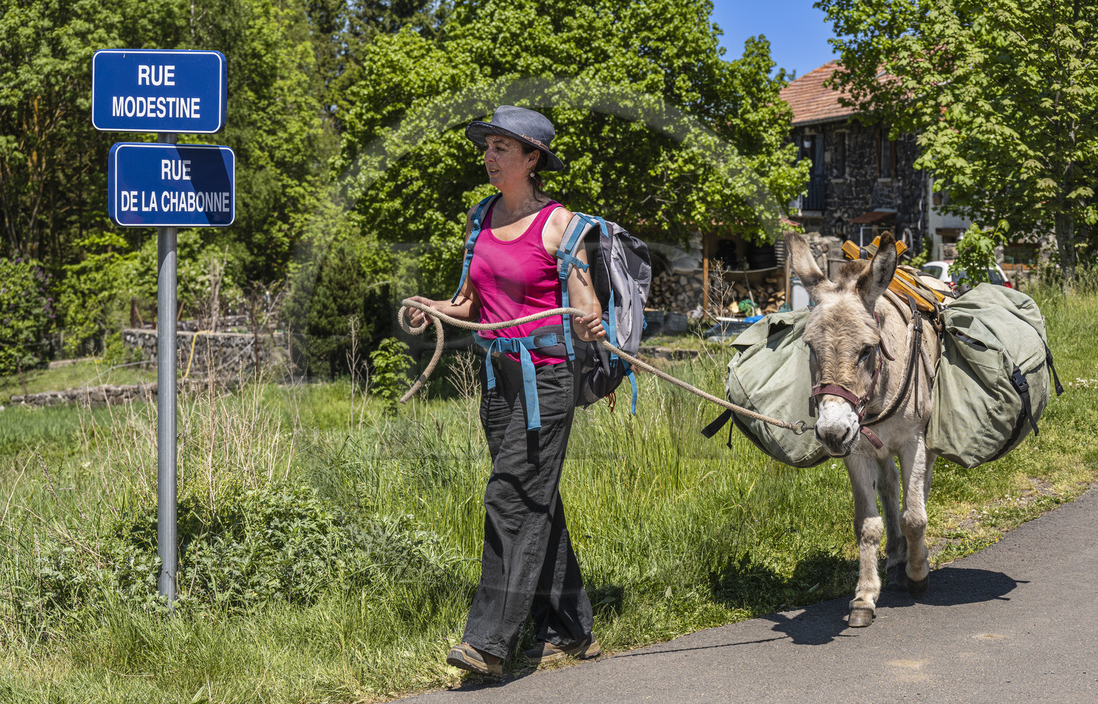 France, Haute-Loire (43), randonnée avec un âne sur le chemin de Stevenson (GR 70) entre Le Monastier-sur-Gazeille et Saint-Martin-de-Fugères, Modestine était l'âne de Stevenson