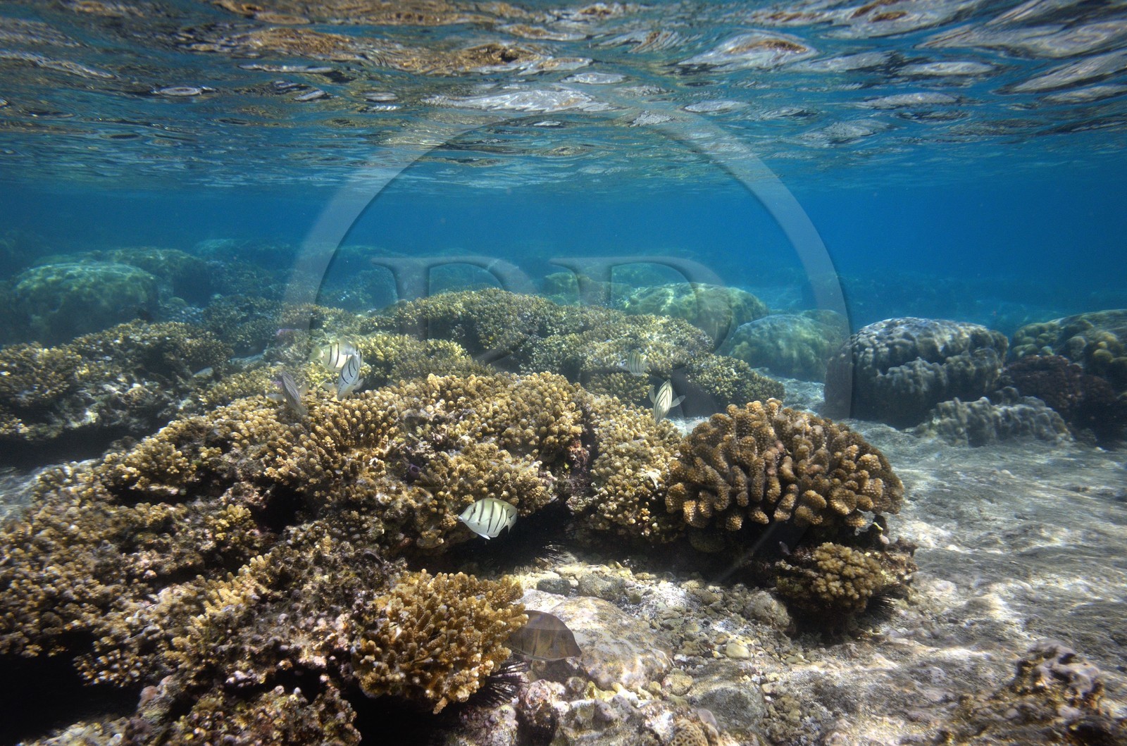 France, Ile de la Reunion, Côte Ouest, Saint-Gilles-Les-Bains (commune de Saint-Paul), le récif corallien du lagon de l'Ermitage, chaetodon (vue sous-marine)