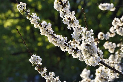 France, Val-de-Marne (94), Bry-sur-Marne, cerisier en fleur