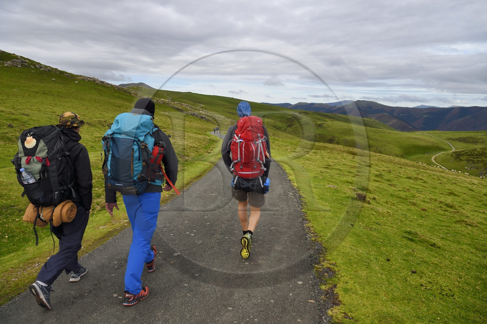 France, Pyrénées-Atlantiques (64), Pays-Basque, chemin de Saint-Jacques de Compostelle sur le GR 65 entre Saint-Jean-Pied-de-Port et Roncevaux, pèlerin marchant sur la D428 sur la montagne Urculu