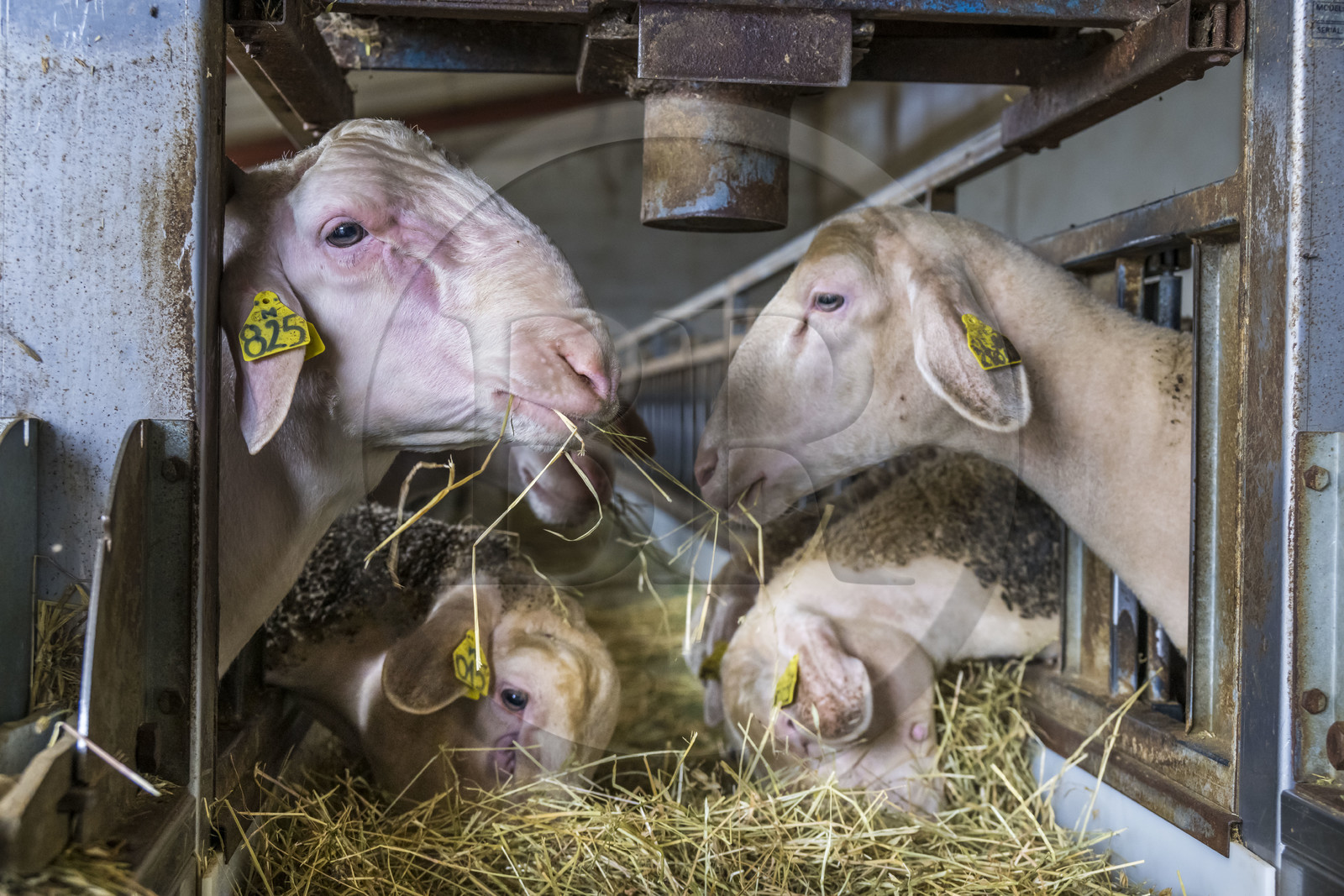 France, Aveyron (12), parc naturel régional des Grands-Causses, Versols-et-Lapeyre, ferme d'Hermilix, brebis Lacaune dont le lait sert pour l'élaboration du roquefort AOP, un bélier à gauche
