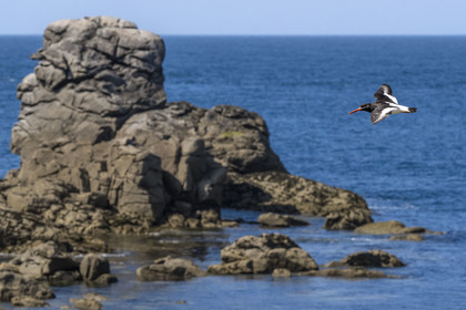 France, Finistère (29), Pays des Abers, Ile Vierge dans l'archipel de Lilia, huitrier pie (Haematopus ostralegus)
