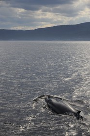 Canada, province de Québec, région de Manicouagan, Tadoussac, baleine à bosse dans le golf du Saint-Laurent
