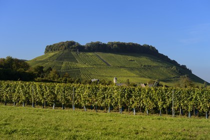 Luxembourg, district de Grevenmacher, région de la Moselle, le vignoble mosellan autour du village de Wintrange (Wintringen)