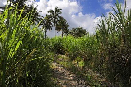 France, Reunion island (French overseas department), South coast, Saint Philippe, sugar cane fields