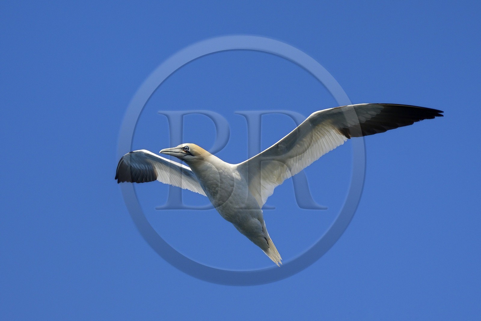 France, Cotes-d'Armor, Perros-Guirec, Sept-Iles Archipelago and bird sanctuary, Rouzic island, northern gannet (Morus bassanus)