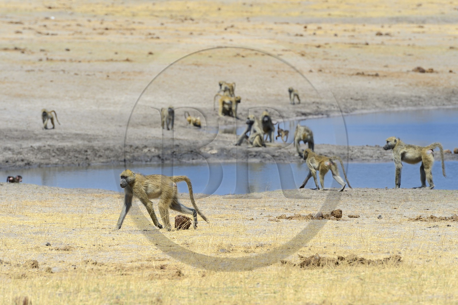 Zimbabwe, province de Matabeleland septentrional, parc national Hwange, babouins chacma (Papio ursinus) autour du point d'eau