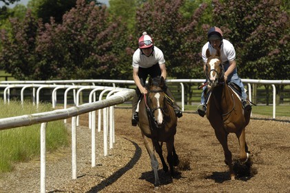 Irlande, Co. Kildare, Maynooth, harras de Moyglare (Stud), entrainement des chevaux