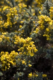 France, Seine-Maritime (76), Pays de Caux, Côte d'Albâtre, Etretat, Ajonc (Ulex europaeus)