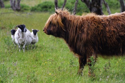 Royaume-Uni, Ecosse, Highland, Hébrides intérieures, Ile de Mull, vache de race Highland