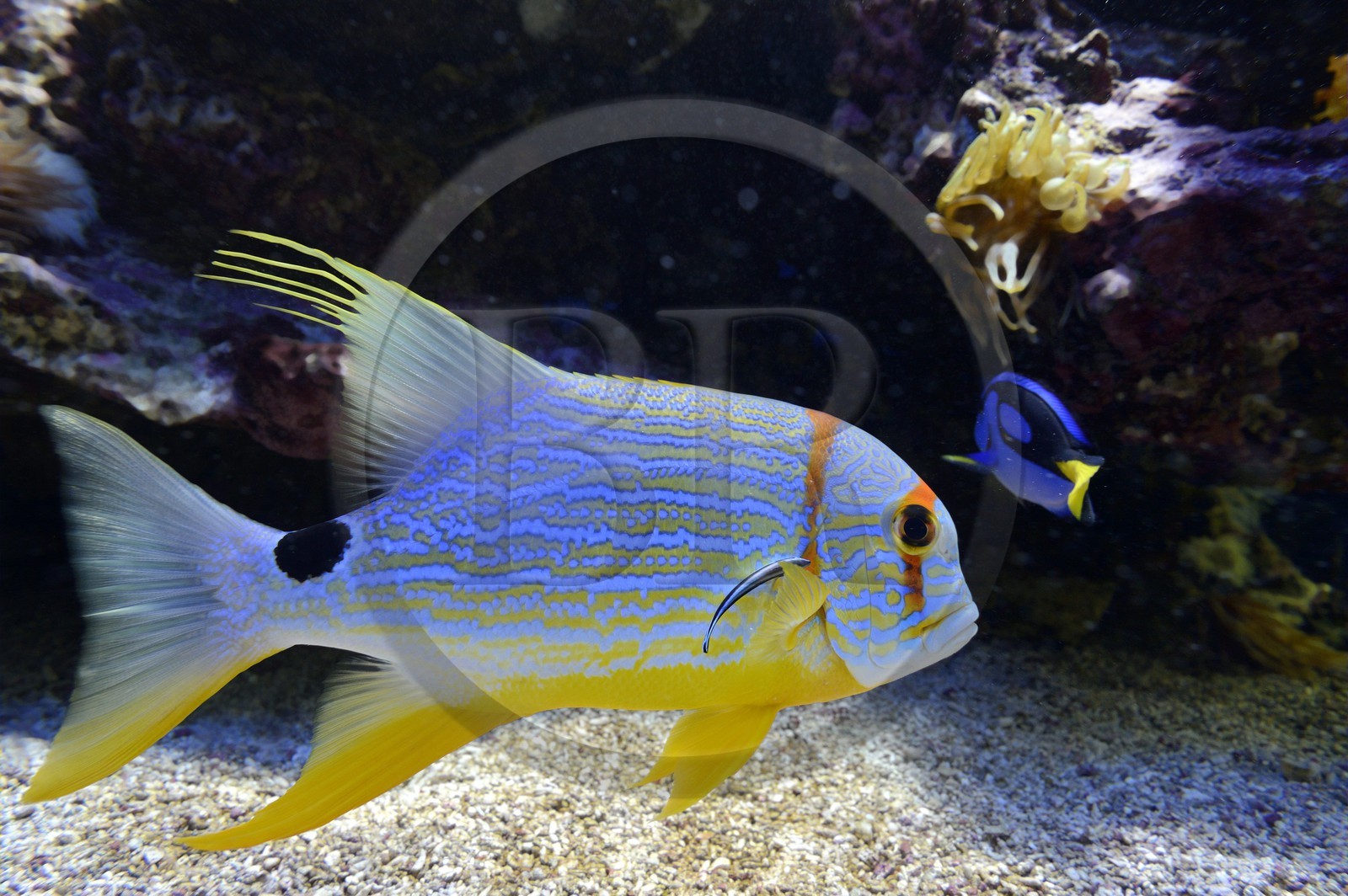 Principality of Monaco, Monaco, the oceanographic museum, Sailfin snapper (Symphorichthys spilurus)