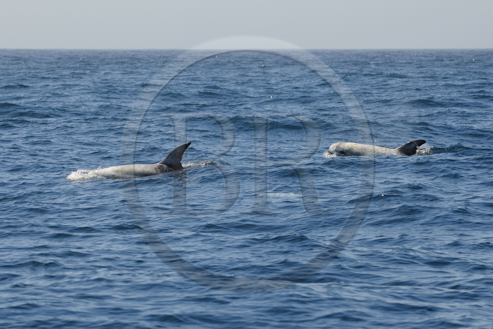 Etats-Unis, Californie, Monterey Bay, dauphins Grampus ou Risso's Dolphin (Grampus griseus)