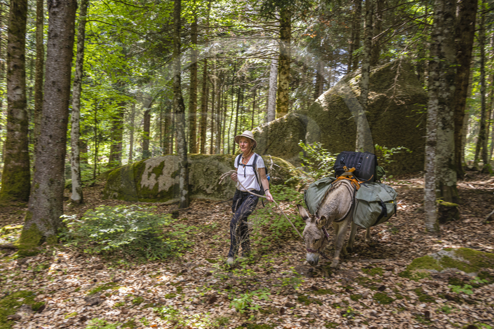 France, Lozère (48), Saint-Flour-de-Mercoire, forêts de la Margeride, randonnée avec un âne sur le chemin de Stevenson (GR 70) et sur le sentier des fades (les fées en occitan)