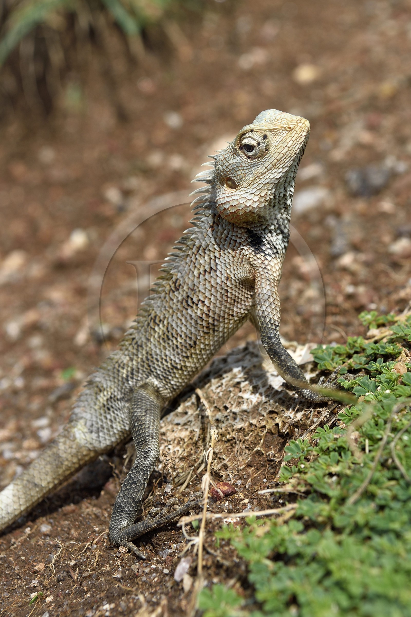 Sri Lanka, Province du Sud, Fort de Galle, caméléon agame versicolore (Calotes versicolor) également appelé agame arlequin