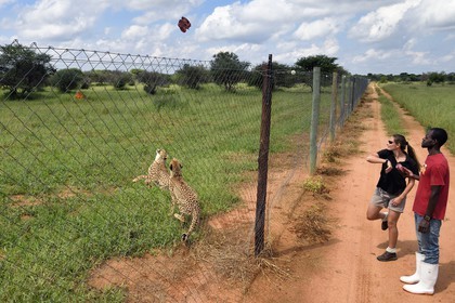 Namibia, Otjiwarongo, Cheetah Conservation Fund, research and education centre, cheetahs (Acinonyx jubatus) feeding