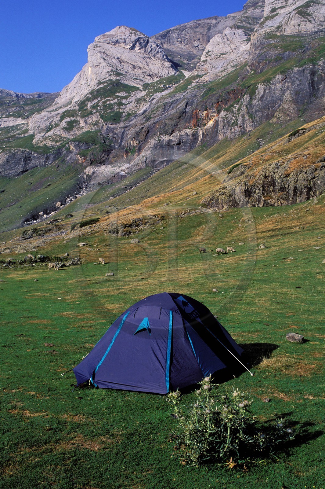 France, Hautes-Pyrénées (65), camping sauvage au cirque de Gabiedou dans la vallée de Troumousse