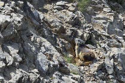 France, Alpes de Haute Provence, Uvernet Fours, Mercantour National Park, Ubaye valley, lake tour hiking trail of the Cayolle pass, young marmot (Marmota marmota)
