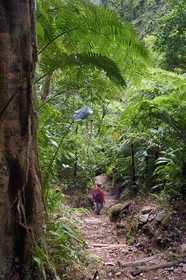 Caraïbes, Ile de la Dominique, Castle Bruce, Parc national du Morne Trois Pitons classé Patrimoine Mondial de l'UNESCO, randonneur sur le sentier traversant la forêt tropicale et menant à la la Vallée de la Désolation puis au Boiling Lake