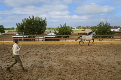 Spain, Andalusia, Seville Province, Utrera, the Ayala stud farm (Yeguada Ayala), training of an Andalusian horse also known as the Pure Spanish Horse or PRE (Pura Raza Espanola)