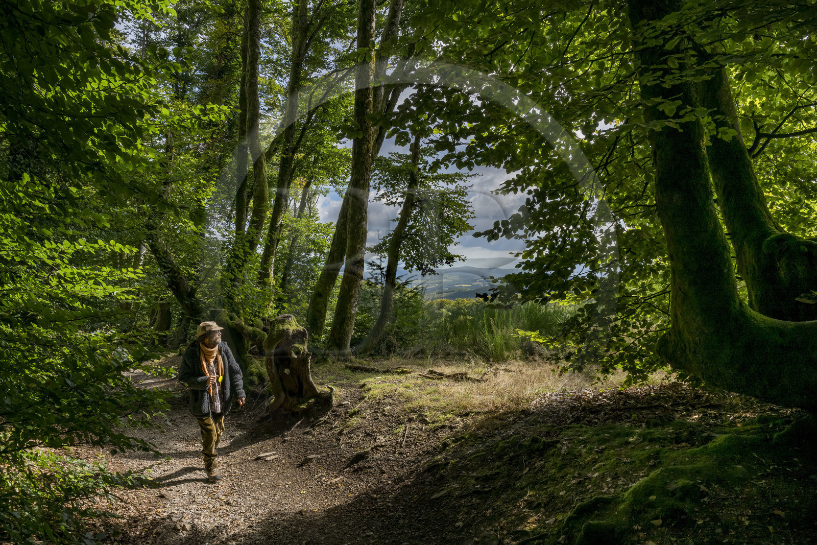 France, Saône-et-Loire (71), parc naturel régional du Morvan, Saint-Léger-sous-Beuvray, oppidum de Bibracte, capitale du peuple celte des Éduens, site archéologique sur le mont Beuvray, le guide géologue et biologiste Frédéric Bensaad remontant un chemin creux bordé d'anciennes haies de hêtres tressées vieilles de 200 ans appelées des queules