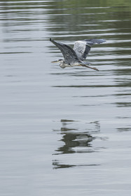 France, Gard (30), Saint-Gilles du Gard, Camargue, canal du Rhône à Sète, vol d'un héron cendré (Ardea cinerea)