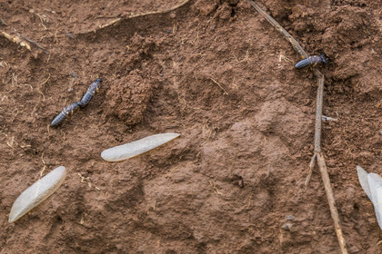 Rwanda, Parc national de l'Akagera, termites qui ont perdues leurs ailes sur leur termitière
