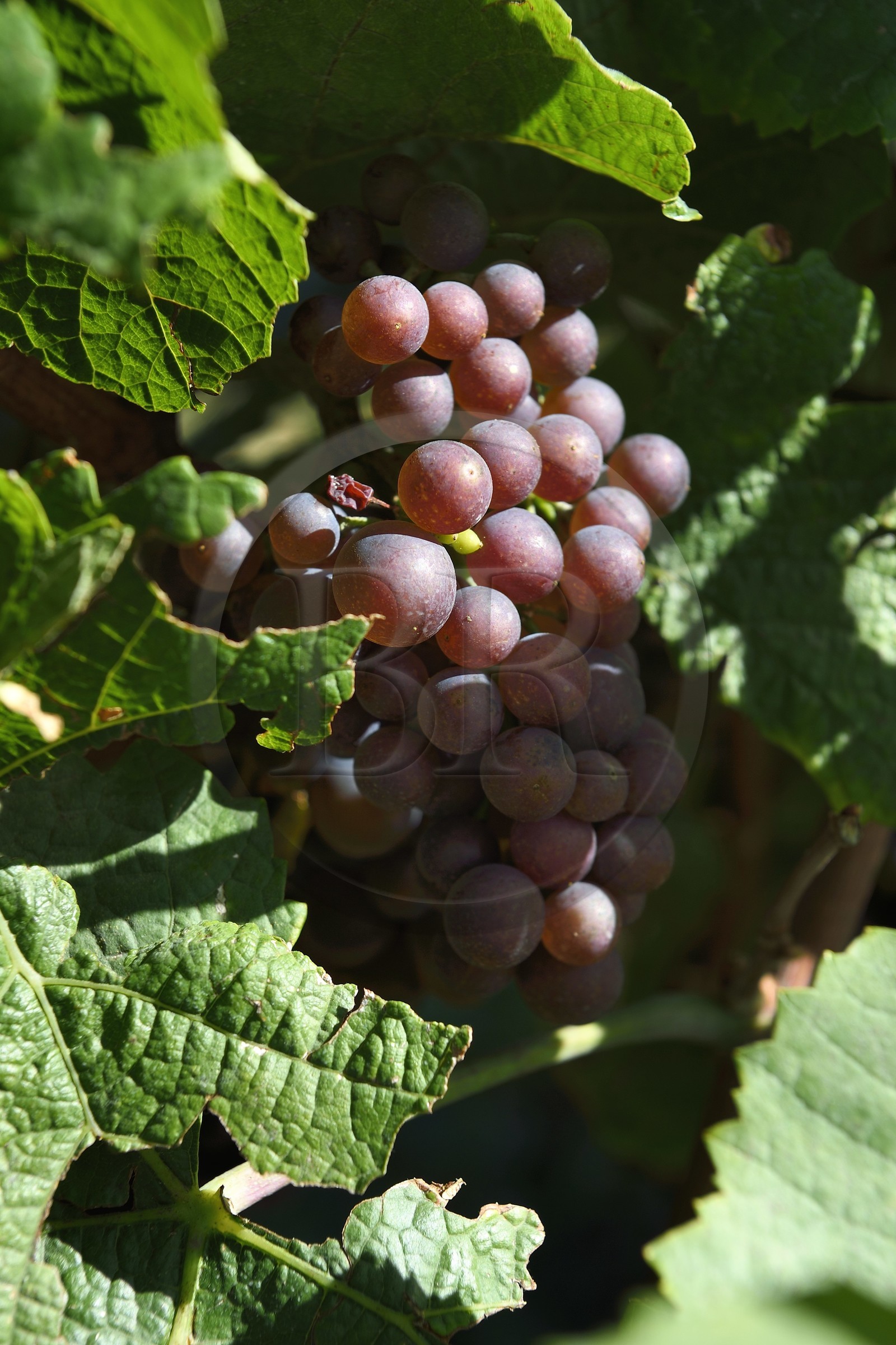 France, Haut-Rhin (68), Route des vins d'Alsace, Riquewihr, labellisé Les Plus Beaux Villages de France, grappe de raisin dans le vignoble