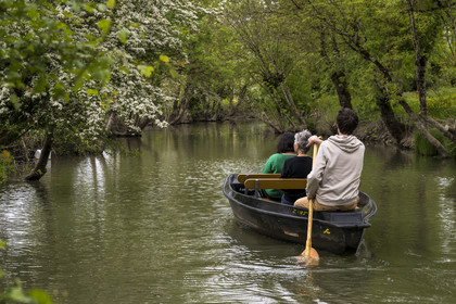 France, Vendée (85), Parc Interrégional du Marais Poitevin labellisé Grand Site de France, Maillezais, batelier effectuant une promenade en barque dans les conches sur les affluents de l'Autise
