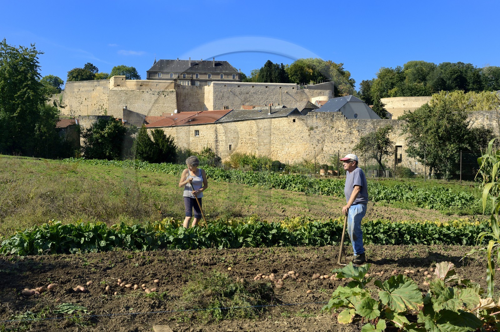 France, Moselle, Rodemack, labelled Les Plus Beaux Villages de France (The Most Beautiful Villages of France), couple cultivating his garden outside the walls, the remains of the castle in the background