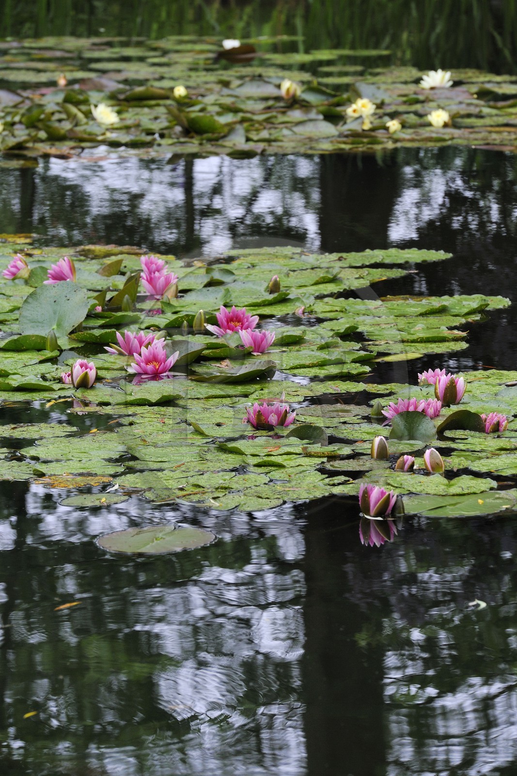France, Eure (27), Giverny, le jardin de Claude Monet, le Jardin d'Eau