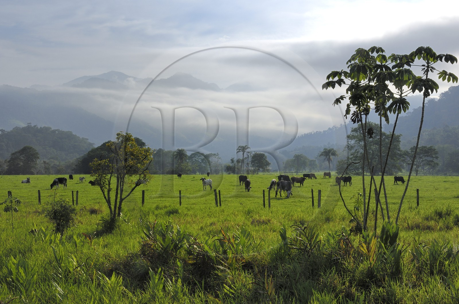 Brazil, Rio de Janeiro State, Parque Nacional de Serra da Bocaina along the Bay of Paraty, cows in meadows (Gold Route, Estrada Real)