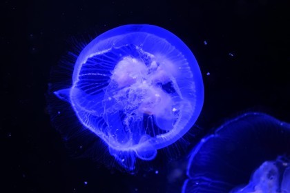 France, Charente-Maritime, La Rochelle, Aquarium La Rochelle, Compulsory Mention, moon jelly also called the moon jellyfish, common jellyfish, or saucer jelly (Aurelia aurita)