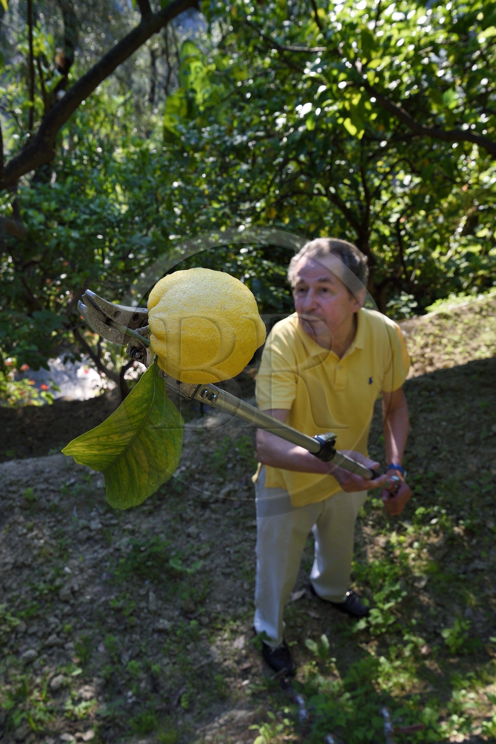 France, Alpes-Maritimes (06), Menton, le domaine de la Citronneraie, son créateur François Mazet, le Citron de Menton n’est pas ciré et ne subit aucun traitement chimique après la récolte