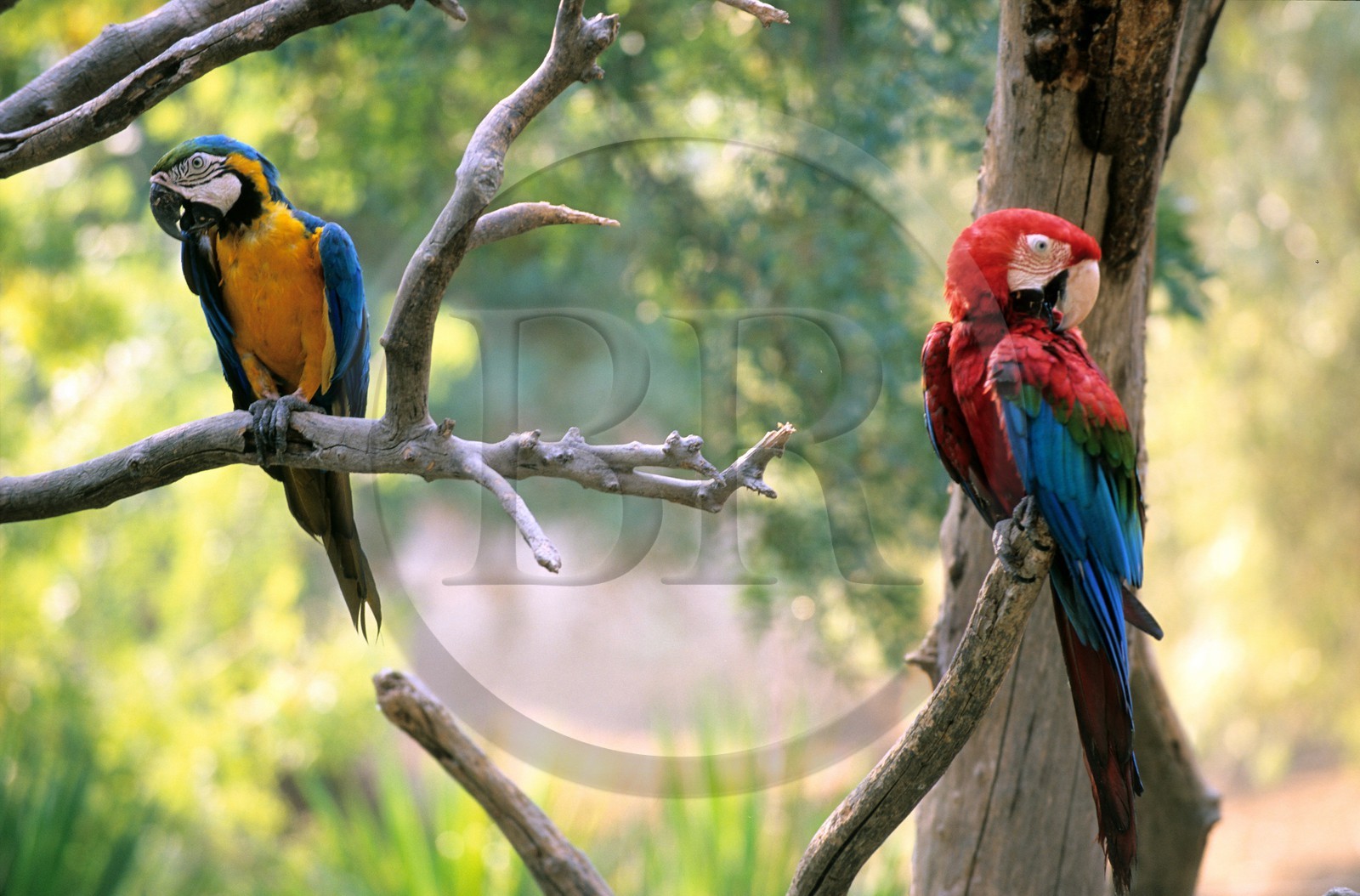 France, Aude (11), réserve africaine de Sigean, perroquets