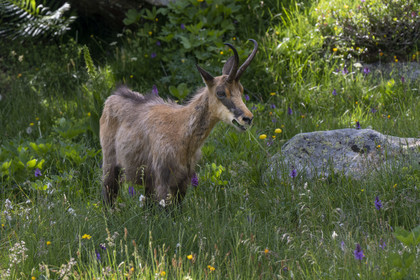 France, Alpes-Maritimes, Parc National du Mercantour (Mercantour national park), Haute Vesubie, Saint Martin Vesubie, Val du Haut Boréon, chamois (Rupicapra rupicapra) at Lac des Sagnes towards the Cougourde refuge