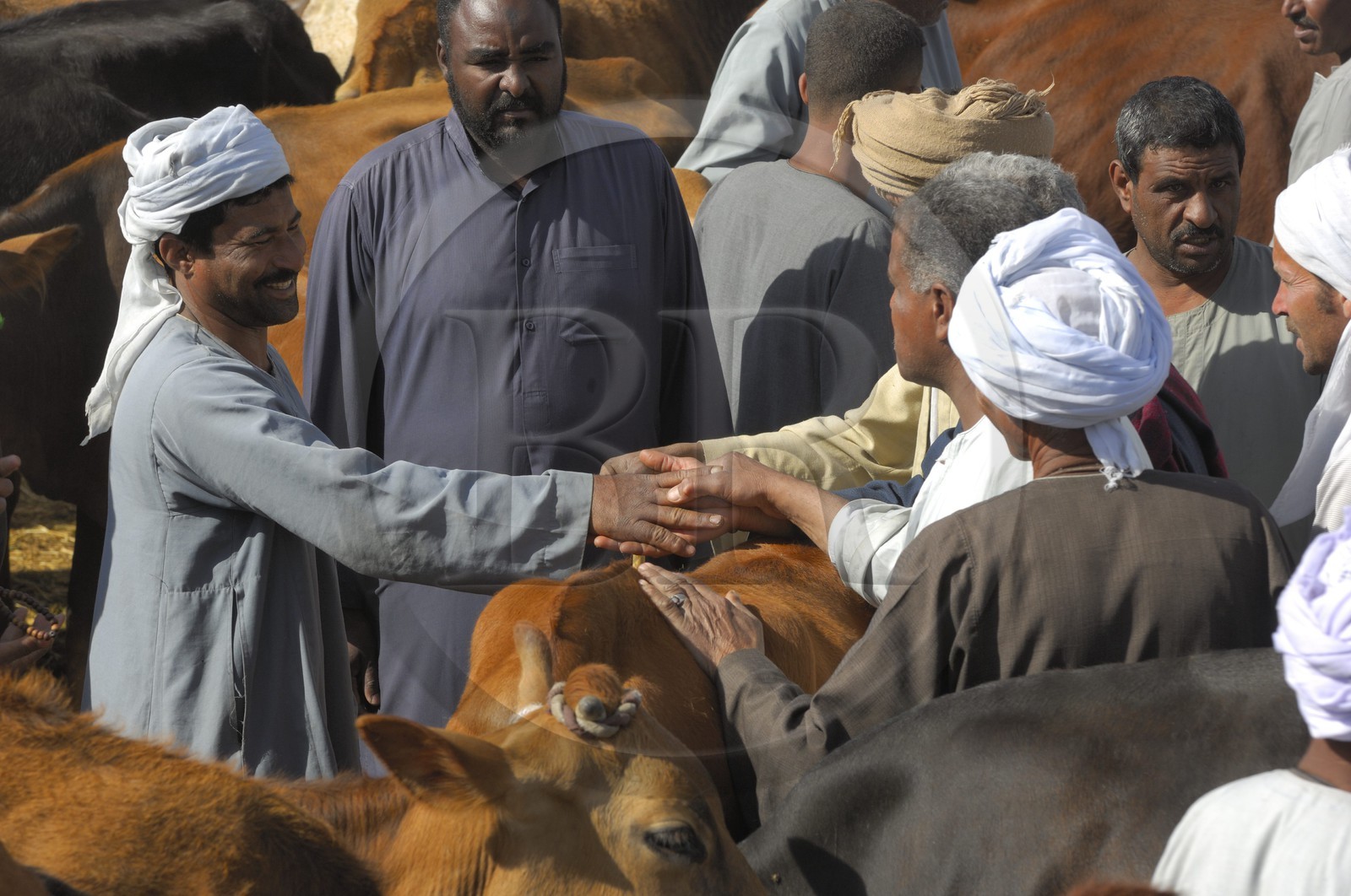 Egypte, Haute Egypte, Daraw au nord d'Assouan, marché aux vaches