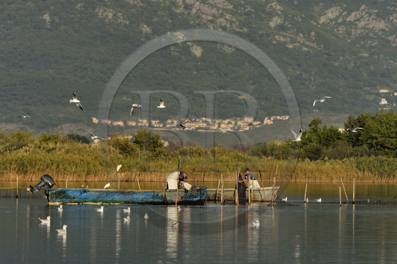 France, Haute-Corse (2B), l'étang de Biguglia (stagnu di Chjurlinu), réserve naturelle de Corse (RNC), pecheurs relevant les filets tendus sur des pieux d'aulne