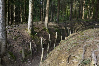France, Meuse (55), Douaumont, bataille de Verdun, le boyau de Londres sous les pins noirs d’Autriche fournis au titre des dommages de guerre, cette artère de communication réalisée en 1917 reliait le fort de Douaumont aux lignes de l'arrière