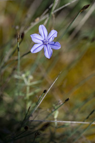 France, Vaucluse, Dentelles de Montmirail mountains, Vaison la Romaine, Aphyllanthes monspeliensis