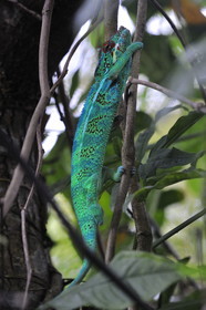 France, Réunion island (French overseas department), male chameleon