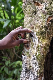 Caraïbes, Ile de la Dominique, Castle Bruce, Parc national du Morne Trois Pitons classé Patrimoine Mondial de l'UNESCO, sentier traversant la forêt tropicale et menant à la la Vallée de la Désolation puis au Boiling Lake, gommier ou caoutchouc (Ficus elastica)
